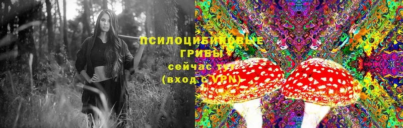 Псилоцибиновые грибы Cubensis  Балабаново 